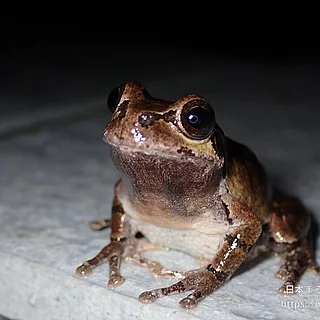 ヒガシニホンアマガエル（成体）の写真