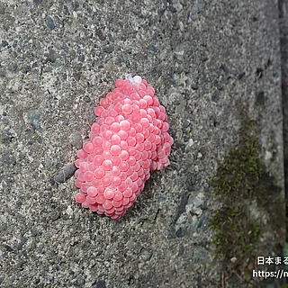 スクミリンゴガイの写真