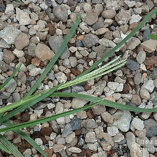 オヒシバ（花）の写真