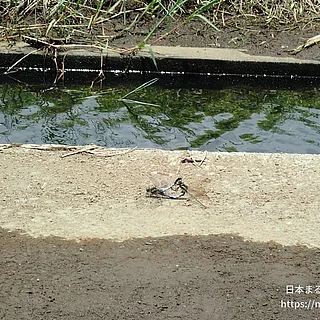 シオカラトンボ（成虫）の写真