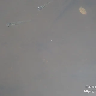 カダヤシ（成体）の写真