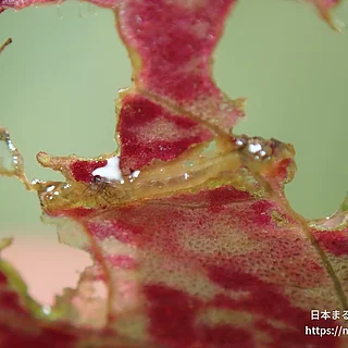 ツヤユスリカ属（幼虫）の写真
