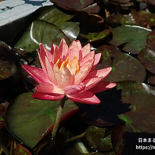 ワンビサ（花）の写真