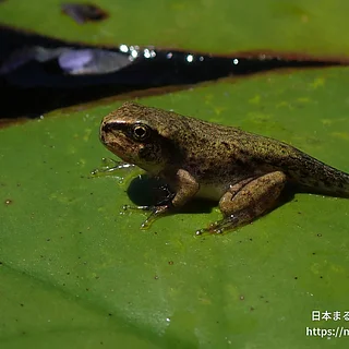 ヒガシニホンアマガエル（幼体）の写真