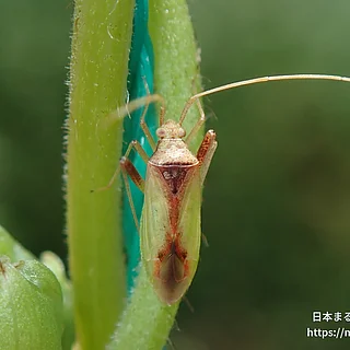アカホシカスミカメ（成虫）の写真