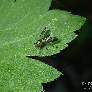 マダラホソアシナガバエ（成虫）の写真