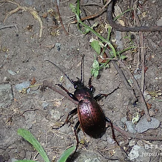 オサムシ属（成虫）の写真