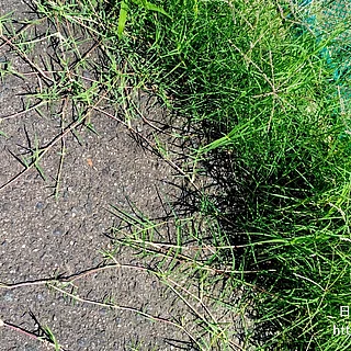 ギョウギシバの写真
