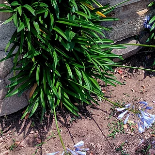 ムラサキクンシラン（花）の写真