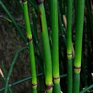 トクサ（花・実以外）の写真