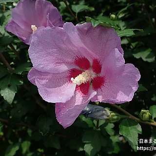 ムクゲ（花）の写真
