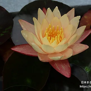 ワンビサ（花）の写真