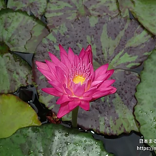 マイアミローズ（花）の写真