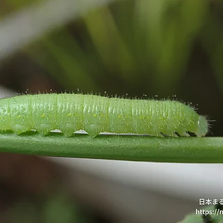 モンシロチョウの写真