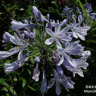 ムラサキクンシラン（花）の写真