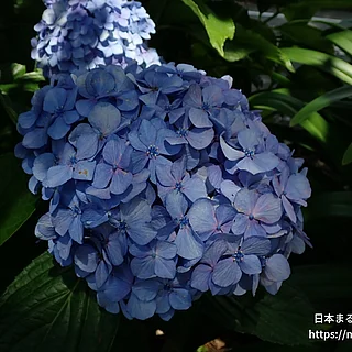 アジサイ（花）の写真