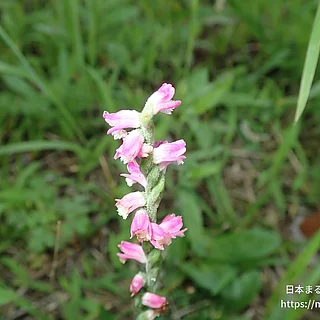 ネジバナ（花）の写真