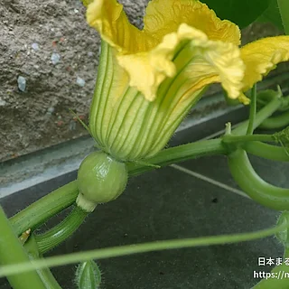 セイヨウカボチャの写真