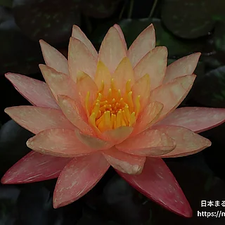 ワンビサ（花）の写真