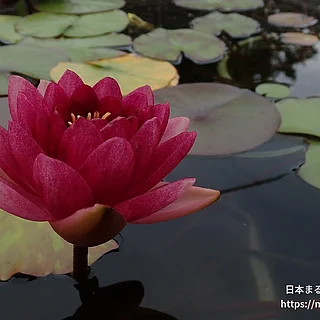 オールモストブラック（花）の写真