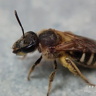 Lasioglossum属（成虫）の写真