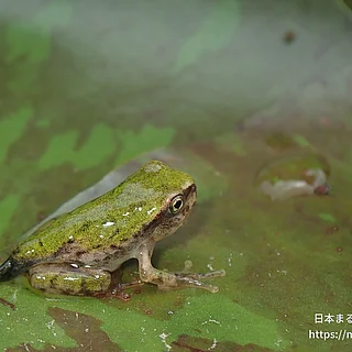 ヒガシニホンアマガエル（幼体）の写真
