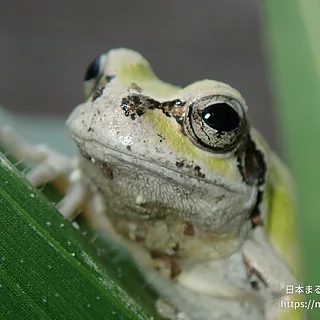 ヒガシニホンアマガエル（成虫）の写真