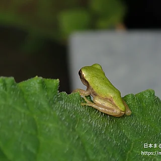 ヒガシニホンアマガエル（幼体）の写真