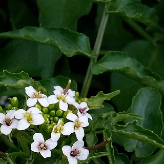オランダガラシ（花）の写真