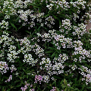 ニワナズナ（花）の写真