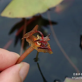 ティナの写真