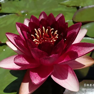 オールモストブラック（花）の写真