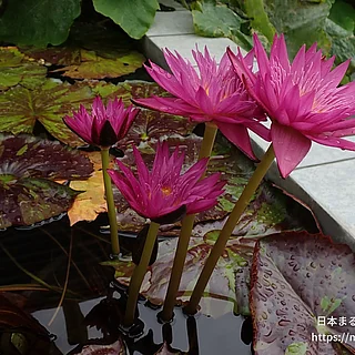 マイアミローズ（花）の写真