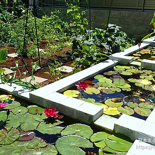 園芸スイレン（花）の写真