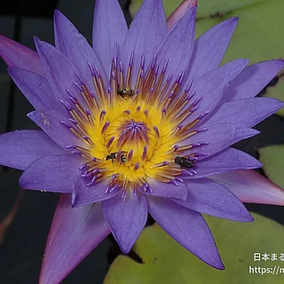 ティナ（花）の写真