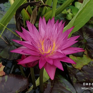 マイアミローズ（花）の写真