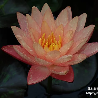 ワンビサ（花）の写真