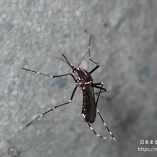 ヒトスジシマカの写真