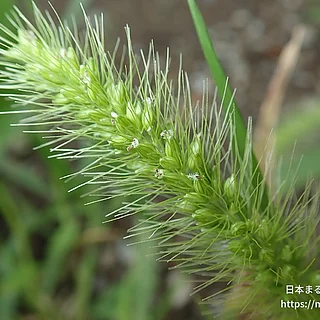 アキノエノコログサ（花）の写真