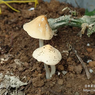 キコガサタケの写真