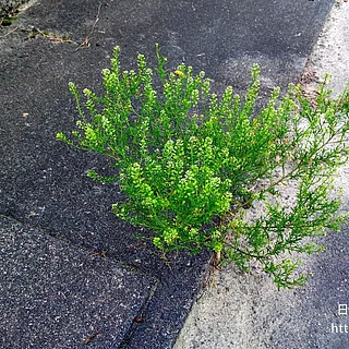 マメグンバイナズナ（花）の写真