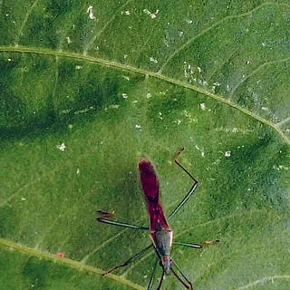 クモヘリカメムシ（成虫）の写真