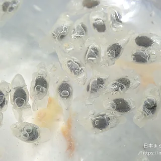 ヒツジグサ（実・種子）の写真