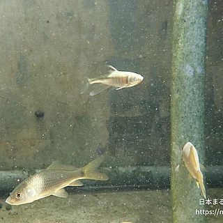 オイカワの写真