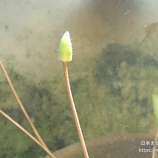 ヒツジグサの写真