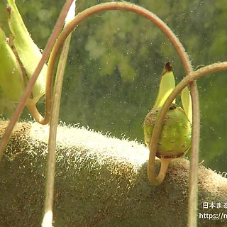 ヒツジグサ（実・種子）の写真
