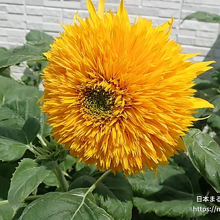 ヒマワリ（花）の写真