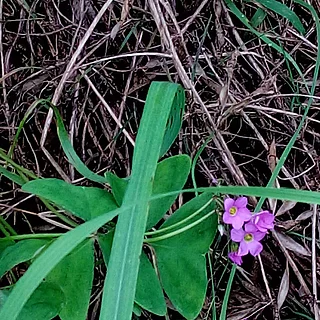 オキザリス・ラティフォリア（花）の写真