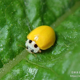 キイロテントウ（成虫）の写真