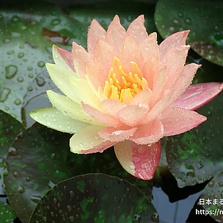ワンビサ（花）の写真
